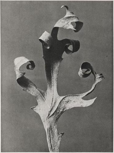 Karl Blossfeldt, "Silphium laciniatum (compass plant), 1928-9